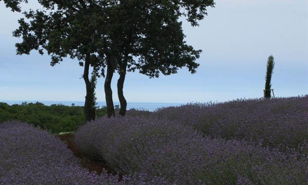 Istria-lavander